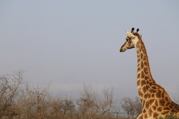 Profile of a South African giraffe in Kruger National Park, showing its long neck and striking coat pattern.