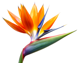 Bird of paradize flower isolated on white background
 ,PNG. AI Generated.