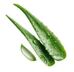 Close-up of fresh aloe vera leaves with water droplets