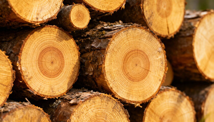 Wooden logs background. Pile of cut firewood showing tree rings. Forestry and timber industry concept. Natural wood texture with circular cross-sections. Stacked lumber for fuel.