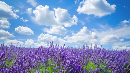 Under the Blue Sky and White Clouds: A Scenic Journey Through Nature’s Beauty, Where Rolling Hills Meet Crystal Lakes, Wildflowers Sway in the Gentle Breeze, and Sunlight Dances Across the Horizon, Cr