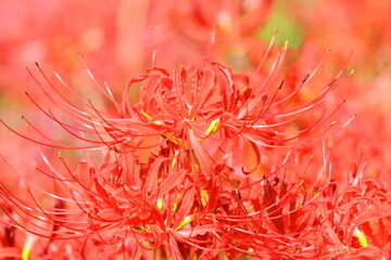 彼岸花