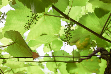 early stage grapes in garden