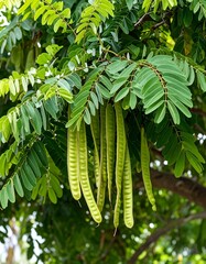 Green pods on leafy branches