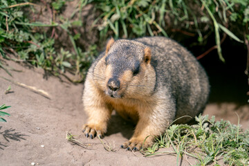 Groundhog at the entrance of the burrow on the prairie