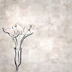 textured stylish old paper background, square,  with  Datura stramonium, thornapple