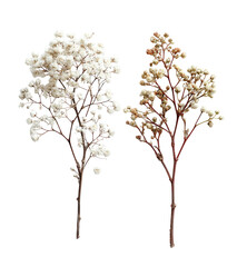 Obraz premium Two small, stylized trees with fluffy, clustered blooms