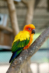 A beautiful Sun Conure parrot with vibrant yellow, orange, and green feathers perches on a branch, looking right. The colorful exotic bird stands out against a blurred natural background.