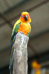 A striking Sun Conure parrot with vivid orange, yellow, green, and blue plumage perches on a weathered concrete post, looking directly at the camera. Soft, blurred background in an aviary setting.