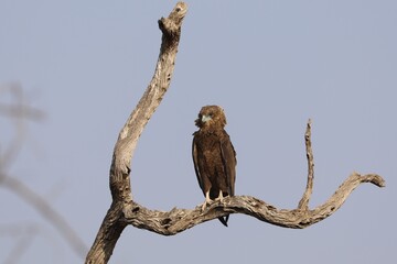 Bateleur eagle perched on a dry tree branch in Kruger National Park, South Africa.