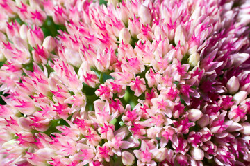 Pink inflorescences of the ornamental plant Sedum close-up