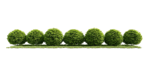 Row of rounded green bushes on a grassy area