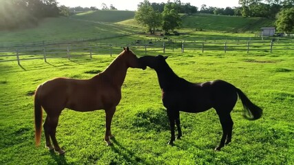 Two horses nuzzle each other affectionately in a sunlit green pasture, a tender moment. horse breeding