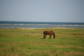 Cavallo al pascolo in un paesaggio costiero sereno con mare e cielo azzurro