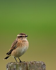  whinchat on a branch