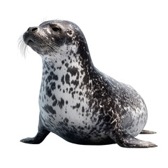 Png of a harbor seal sitting up, isolated on transparent background the seal has a spotted coat and is looking up
