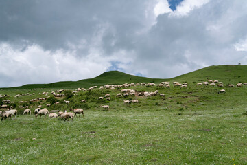 A flock of white sheep running and foraging on the grassland