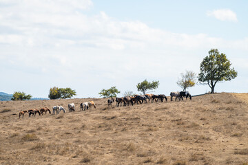 Horses graze peacefully on a dry hillside beneath a partly cloudy sky in a rural landscape.