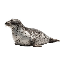 Png of spotted seal lying down isolated on transparent background, adorable animal with big eyes looking to the left