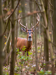 Fallow deer in the thicket of the Amsterdamse Waterleidingduinen
