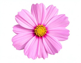 Close-up pink cosmos flower