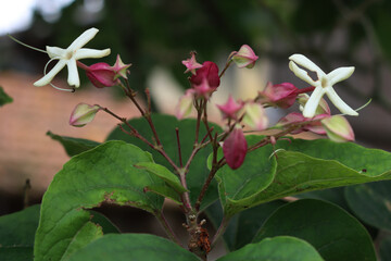 Close-up of Clerodendrum trichotomum.  Harlequin glory bower tree with white flowers on late summer