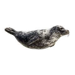 Png of harbor seal swimming isolated on transparent background, showcasing its sleek body and spotted fur pattern