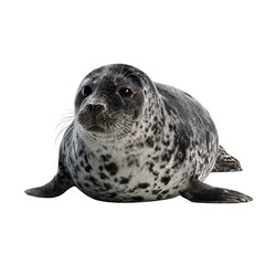 Png of adorable spotted seal pup looking at the camera isolated on transparent background, cute marine animal
