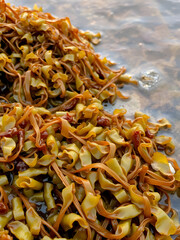 seaweed shows rinsed water weeds, green-brown waterweed piles on the water's edge of the Baltic Sea