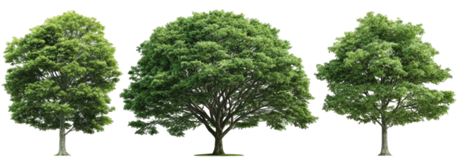 Three lush green trees against a black background
