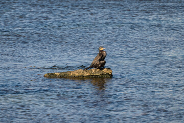 Fototapeta premium A lone cormorant sits watchfully on a sun-drenched, elongated rock centered in the calm, blue, rippling water.