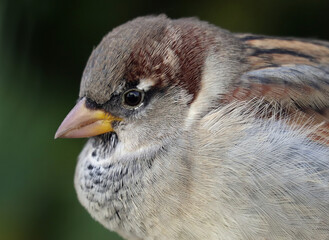 Close-up portrait of a young male house sparrow against dark blurred background