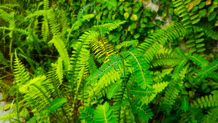 Pteridophyta, most likely from the genus Nephrolepis or also known as ferns.