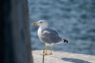 A clear, side profile of a gull stands on a sunlit pier edge, framed by a dark foreground element and set against a blurry blue water background.