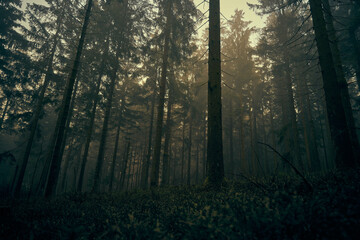 Mystischer Wald in der herbstlichen Sonne