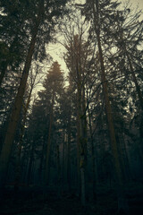 Fototapeta premium Mystischer Wald in der herbstlichen Sonne