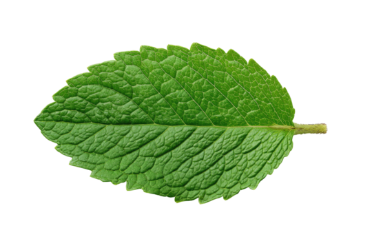 Close-up of a single mint leaf