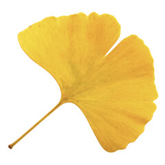 Naklejka premium Yellow Ginkgo Leaf — Transparent Background