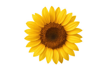 Sunflower illustration with bright yellow petals and brown center, symbol of summer, growth, energy, and positivity for floral design projects.