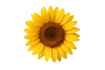 Sunflower illustration with bright yellow petals and brown center, symbol of summer, growth, energy, and positivity for floral design projects.