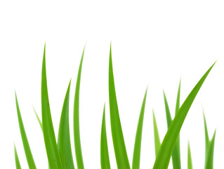 Green grass blades isolated on transparent background