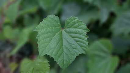 Close-up view of vine leaves used as a dish in Türkiye
