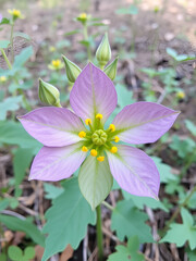 The Carolina horsenettle (Solanum carolinense), plant, native to the southeastern United States