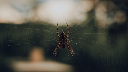 Bedrohliche Kreuzspinne in ihrem Netz