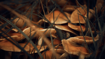 Close Up von Pilzkolonie in der Natur im Herbst © Artrademotion