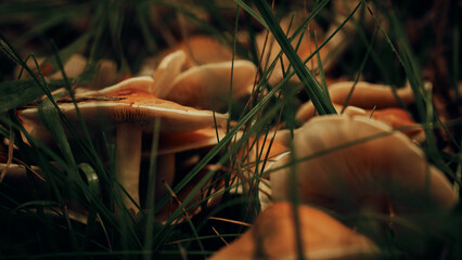 Close Up von Pilzkolonie in der Natur im Herbst © Artrademotion
