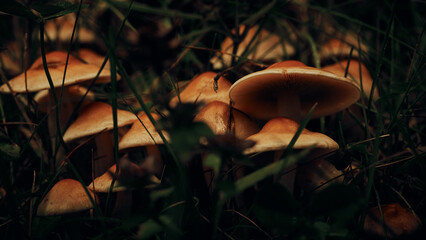 Close Up von Pilzkolonie in der Natur im Herbst © Artrademotion