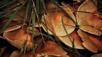 Close Up von Pilzkolonie in der Natur im Herbst © Artrademotion