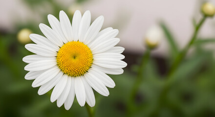 Fototapeta premium Close-up of a white daisy flower with green leaves, symbolizing purity, simplicity, and natural beauty.