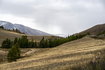 Fototapeta premium A beautiful landscape with mountains and autumnal yellow trees in the Altai Mountains.